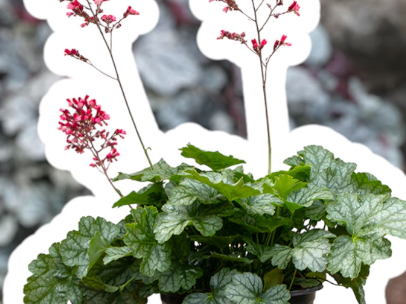 Alunrod staude, HEUCHERA h. Paris, 1 L potte.