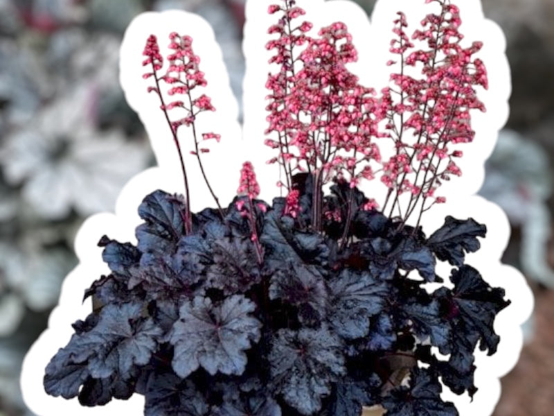 Alunrod staude, HEUCHERA h. Timeless Night, 1 L potte.