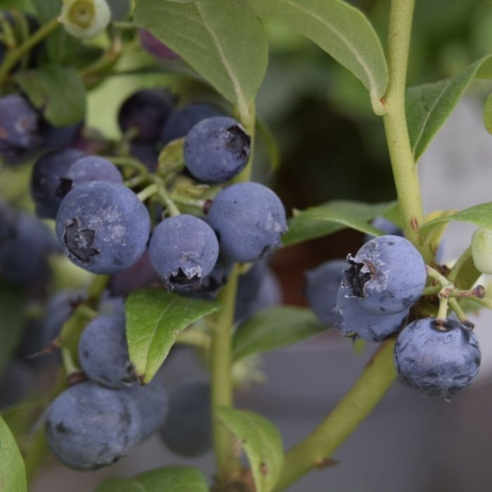 Amerikansk Blåbær, Vaccinium corymbosum 'Elisabeth'