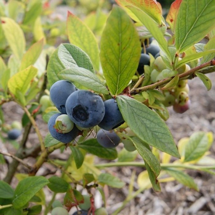 Amerikansk Blåbær, Vaccinium corymbosum 'Elisabeth'