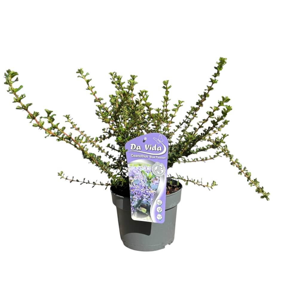 Amerikansk syren, Ceanothus Blue Passion - 19 cm potte