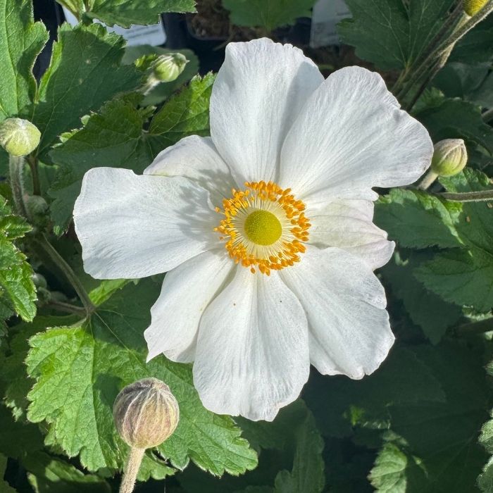 Høstanemone, Anemone 'Honorine Jobert' - 5 L Potte