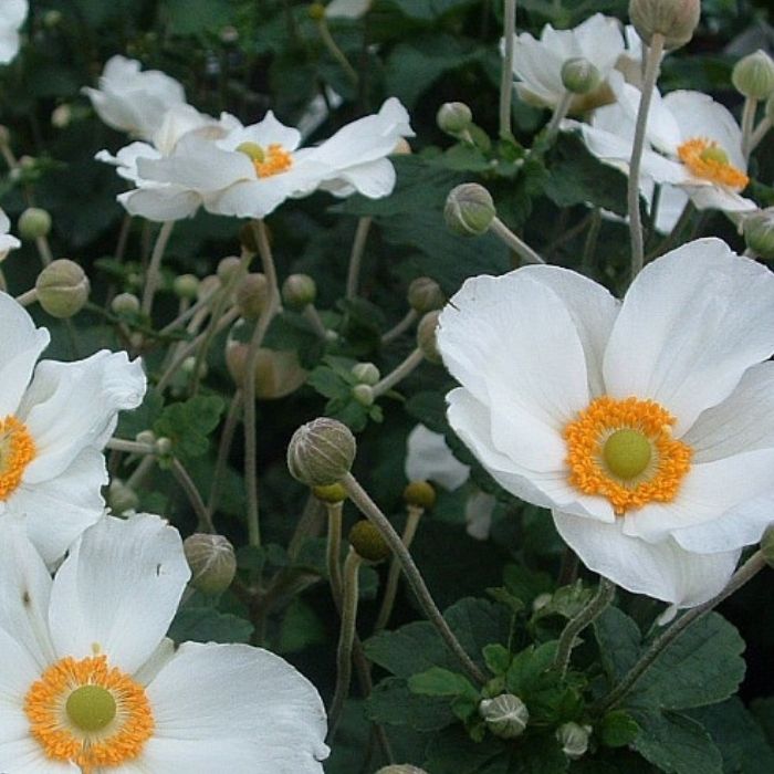 Høstanemone, ANEMONE jap. Honorine Jobert