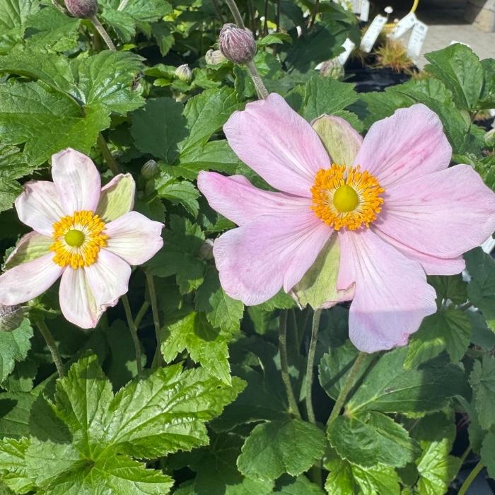 Anemone, 'Lorelei' i potte