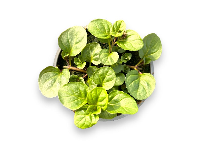 Appelsinmynte, Mentha 'Orange' - 12 cm potte.