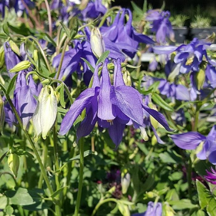 Akeleje, AQUILEGIA alpina