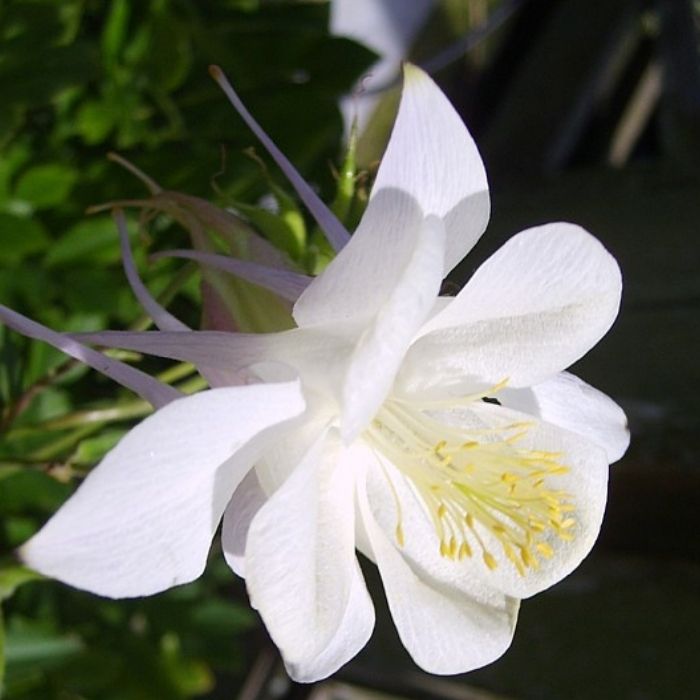 Akeleje, Aquilegia caerulea 'Kristall'