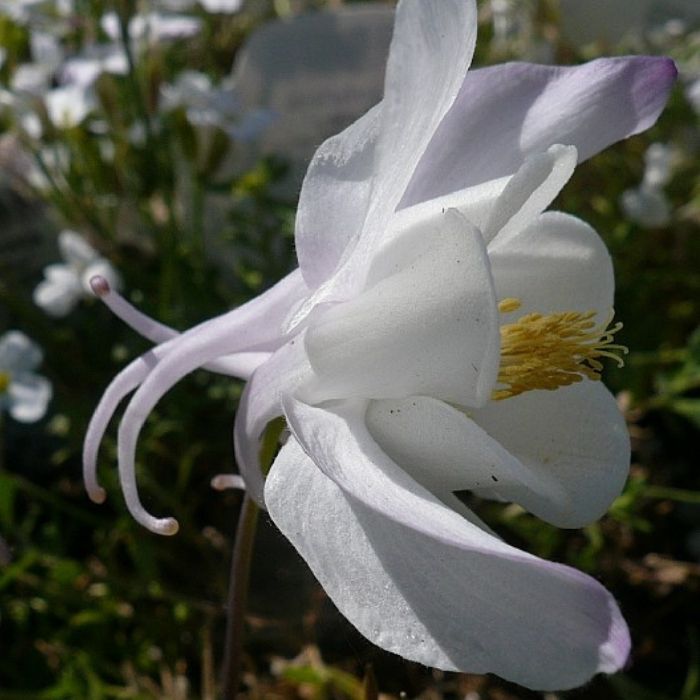 Akeleje, Aquilegia caerulea 'Kristall'