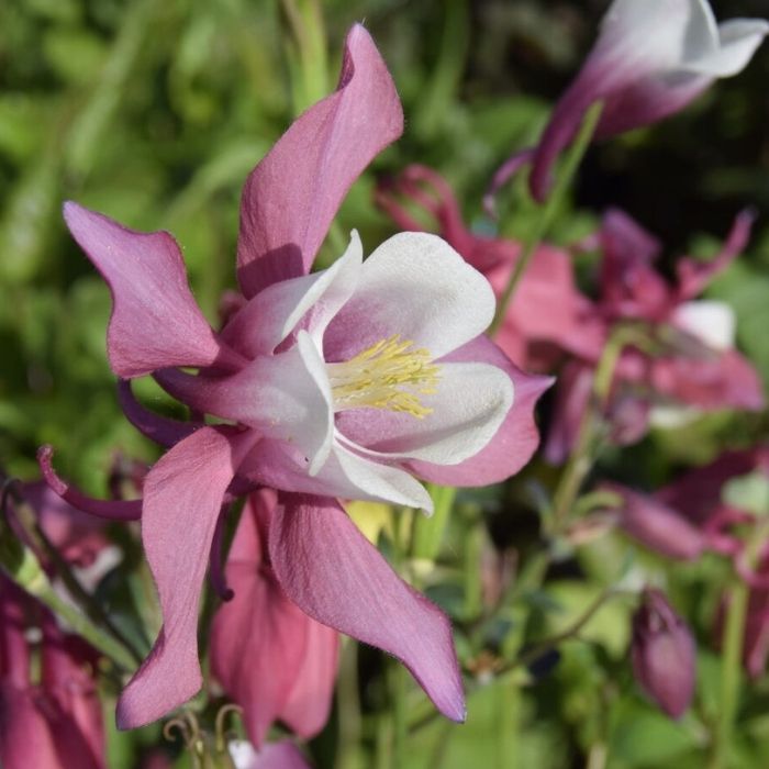 Aquilegia caerulea Sp. 'Magie Rosa White' – Akeleje 'Magie Rosa White'