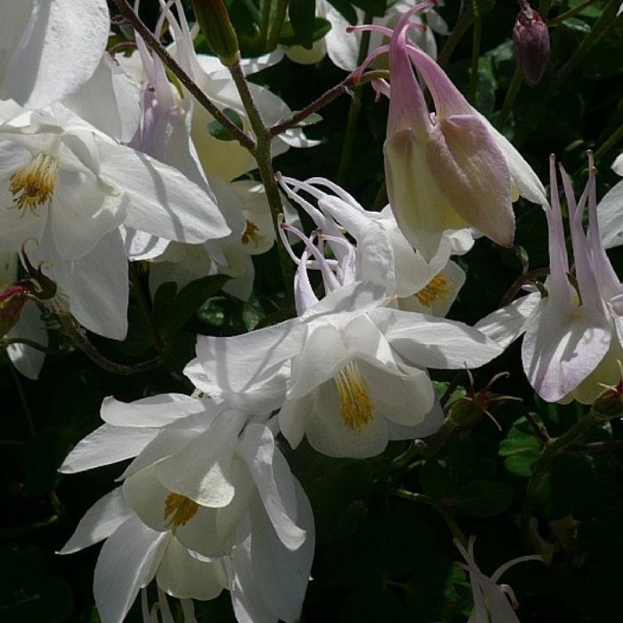 Akeleje, AQUILEGIA caer. Sp.Magie White