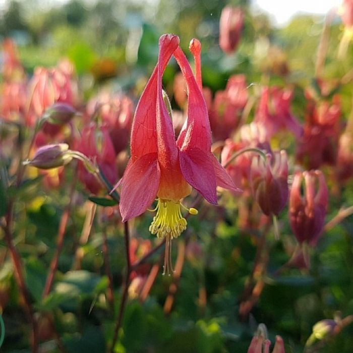 Akeleje ‘Little Lanterns’