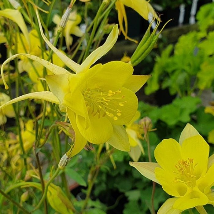 Akeleje, AQUILEGIA chrysantha Yellow Queen