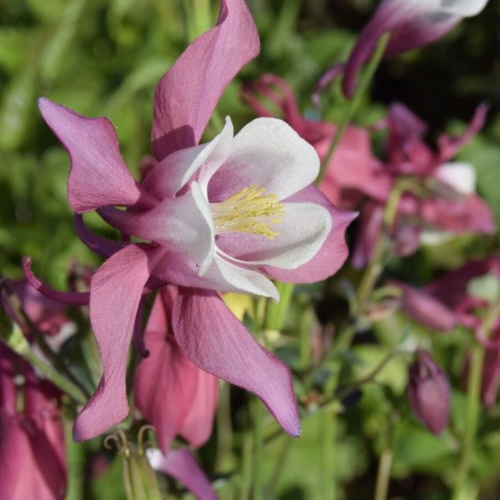 Akeleje, Aquilegia Spring Magic Rosa White