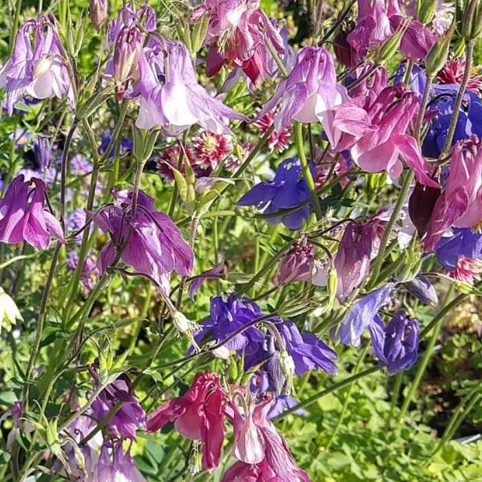 Akeleje, AQUILEGIA vulg. Grandmoth. Garden