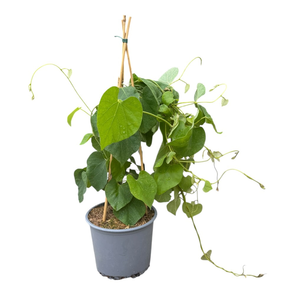 Tobakspibeplante, Aristolochia macrophylla – 3 liters potte – kraftig slyngplante med store hjerteformede blade