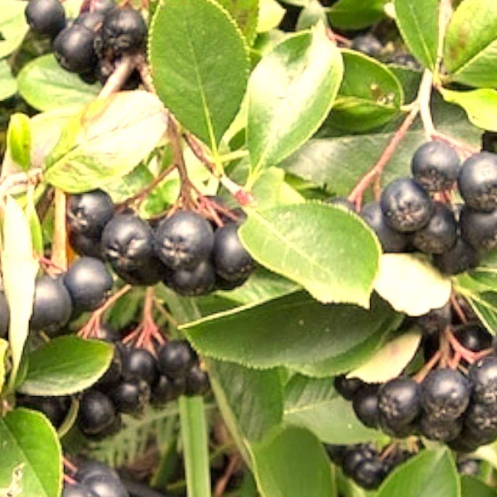 Potte med 5 L Aronia, også kendt som surbær, sort Mel Aron.