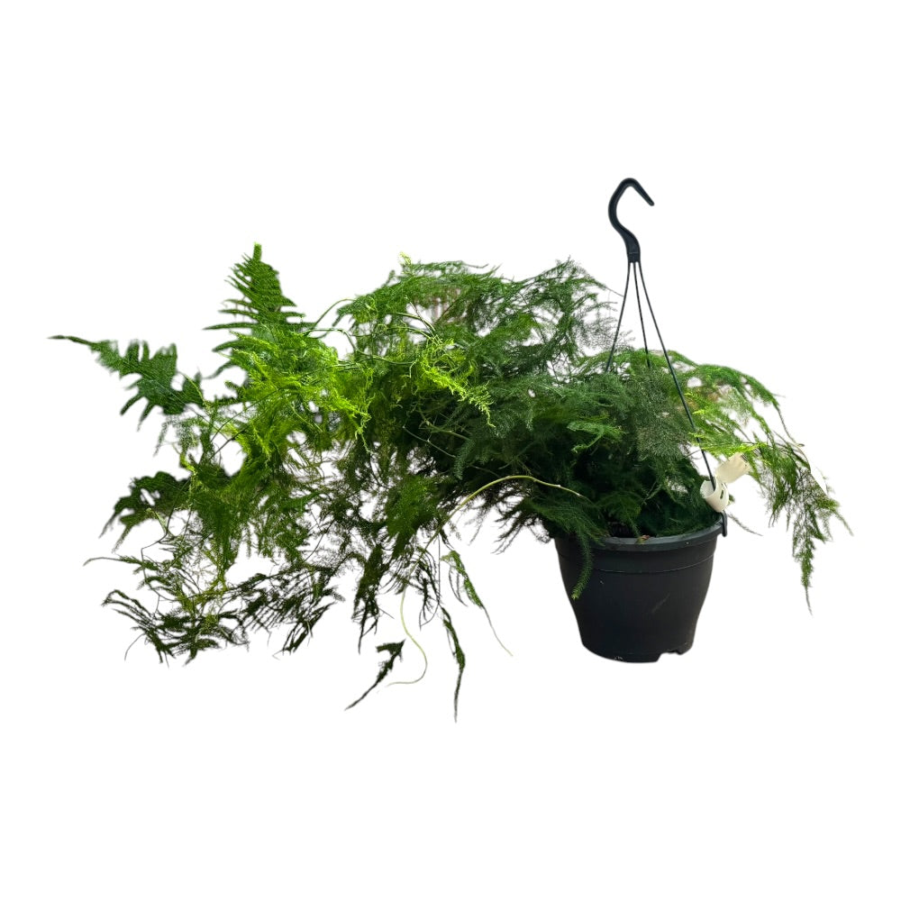 Slørasparges, Asparagus Plumosus - 19 cm potte