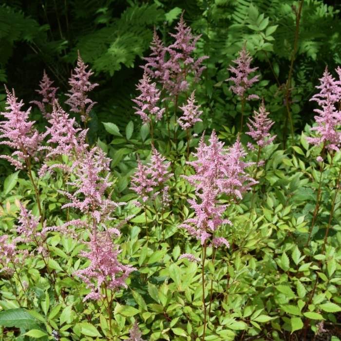 Astilbe arendsii ´Erica´