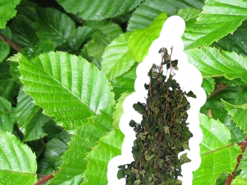 Carpinus Betulus 60-100 cm, 10 stk bundt.