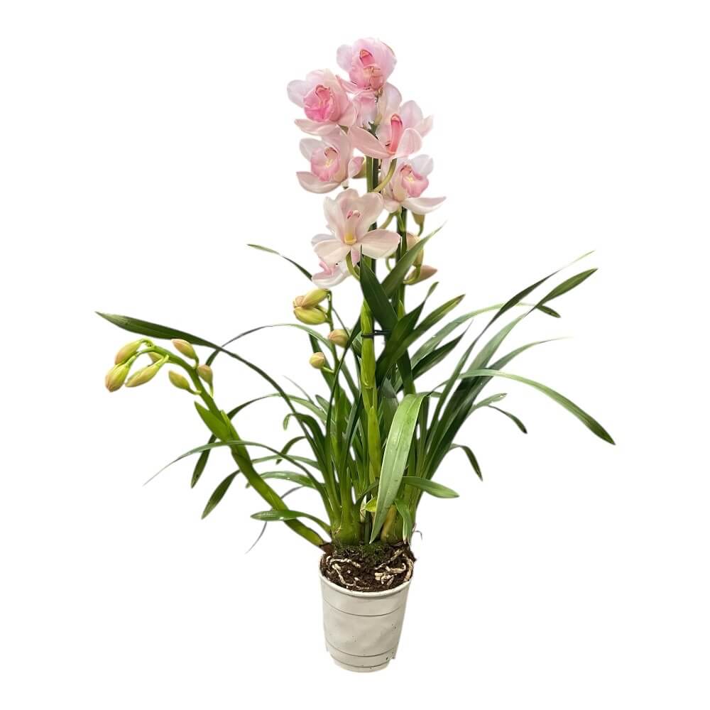 Båd-orkidé, Cymbidium hybrid Pinky 5-spike Exclusiva Orchidea i 12cm potte