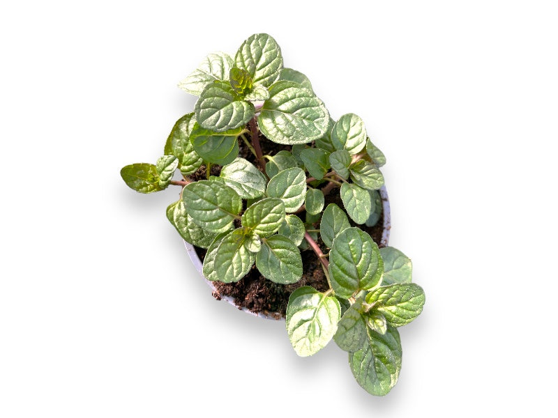 Mynte 'Berries and Cream' i 12 cm potte.