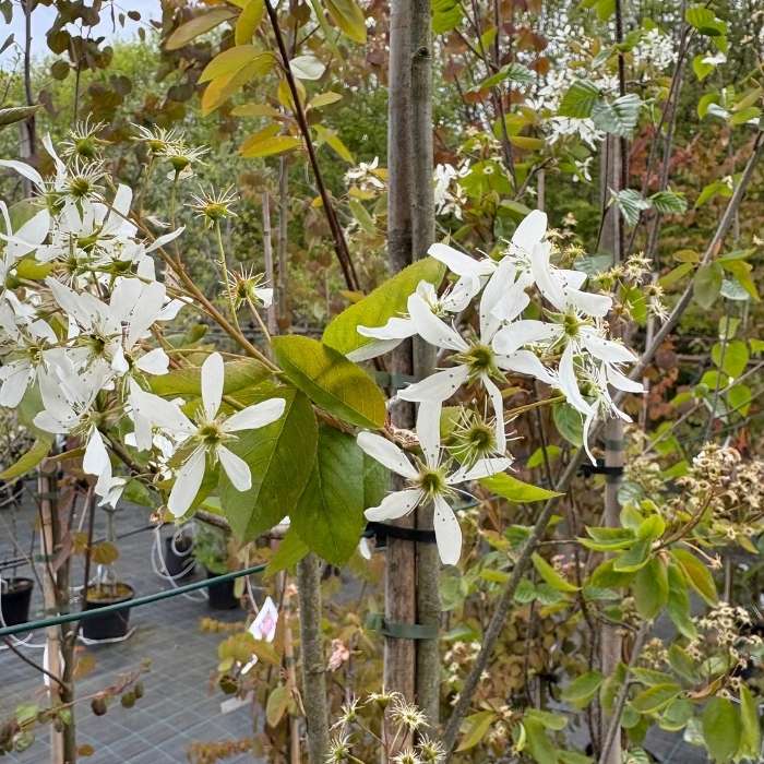 Bærmispel, Amelanchier laevis 'Ballerina'