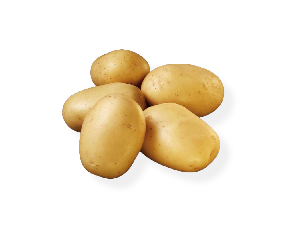 Økologiske læggekartofler Ballerina 1,5 kg til havebrug.