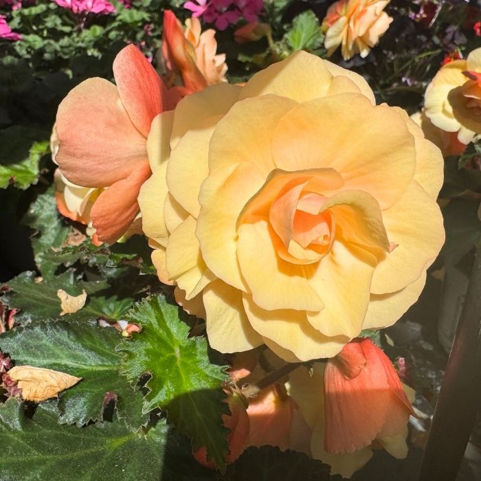 Begonia tub. 'Fragrant Falls Peach'