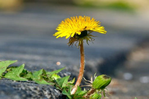 guides til bekæmpelse af ukrudt og skadedyr i haven