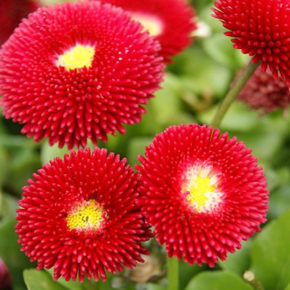 Tusindfryd, BELLIS perennis ´Planet Red´ - 10 cm Potte