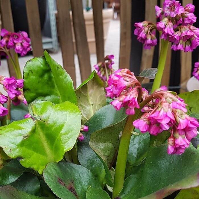 Kæmpestenbræk, Bergenia Cordifolia Eroica i 13 cm Potte