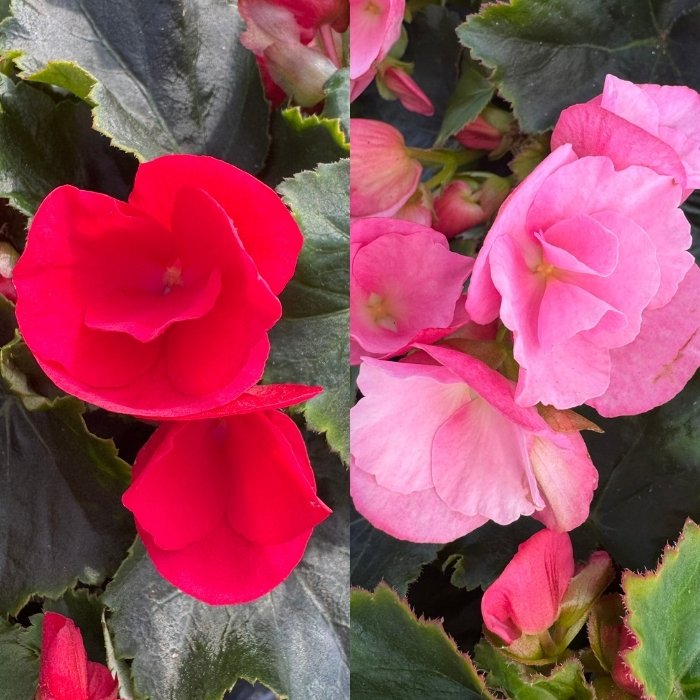 Betulia, Betulia begonia - Ø12 cm potte