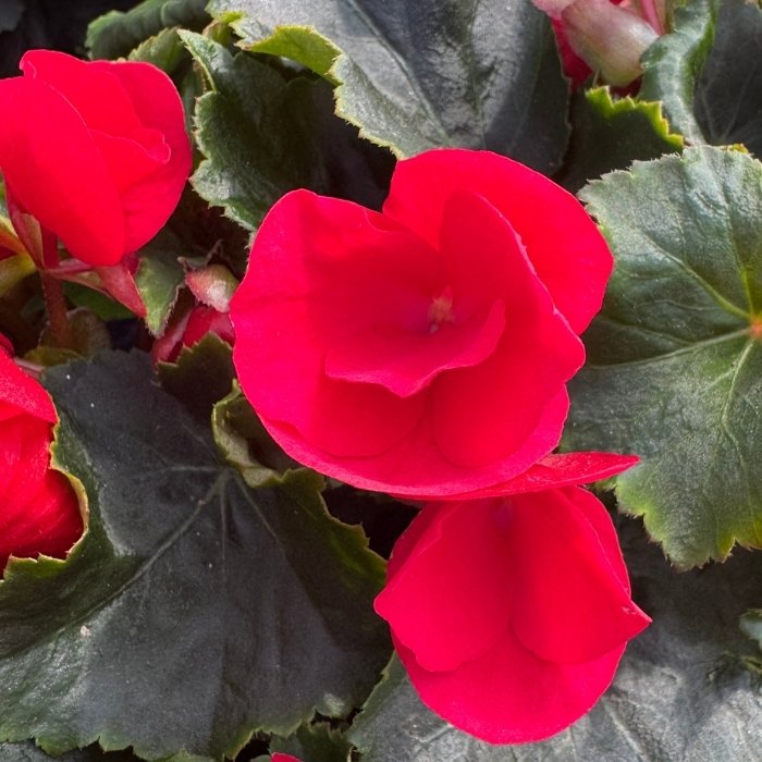 Betulia, Betulia begonia - Ø12 cm potte
