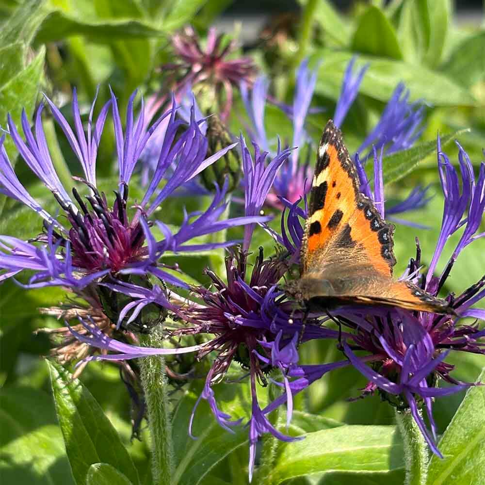 Bjergknopurt, CENTAUREA ´montana´ - 1L Potte