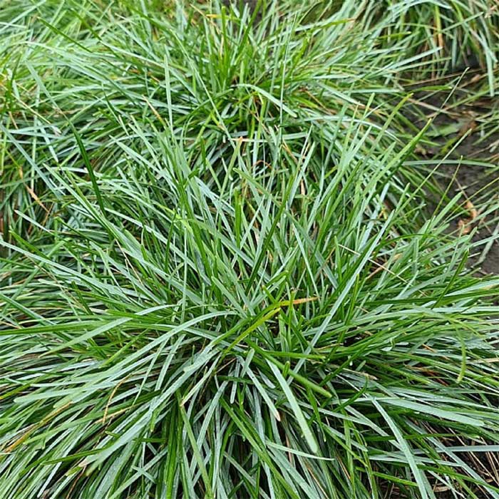 Blåaks, SESLERIA caerulea - 10 cm Potte