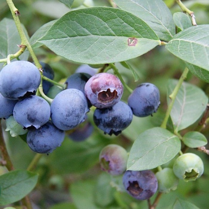 Blåbær, Vaccinium 'Blue Crop' 35-45 - 5L potte