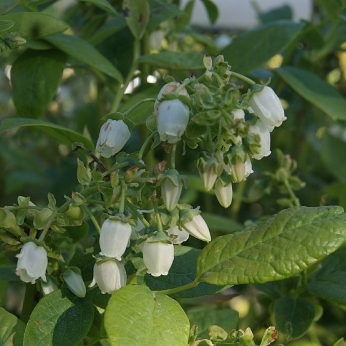 Blåbær, Vaccinium 'Blue Crop' blomster
