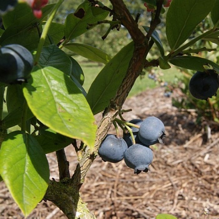 Vaccinium cor. 'Brigitta Blue' c4L