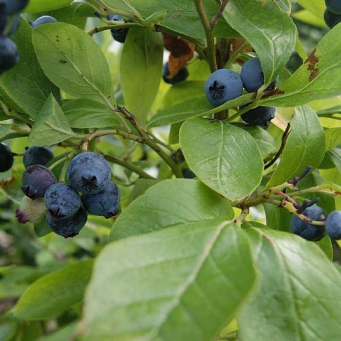 Amerikansk Blåbær, Vaccinium cor. 'Goldtraube 71' - 4L potte