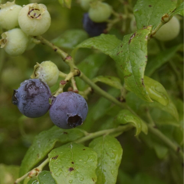 Amerikansk blåbær, Vaccinium cor. 'Hortblue Petite' - 3L potte