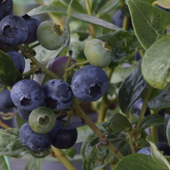Amerikansk Blåbær, Vaccinium corymbosum 'Patriot'