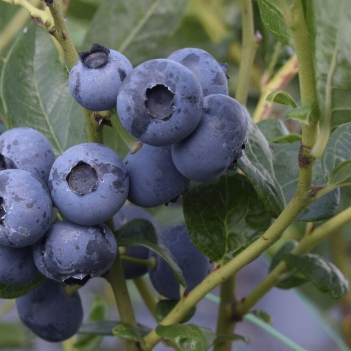 Amerikansk Blåbær, Vaccinium corymbosum 'Patriot'