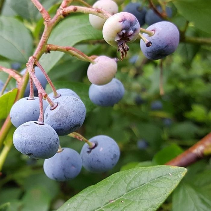 Amerikansk Blåbær, Vaccinium corymbosum 'Patriot'