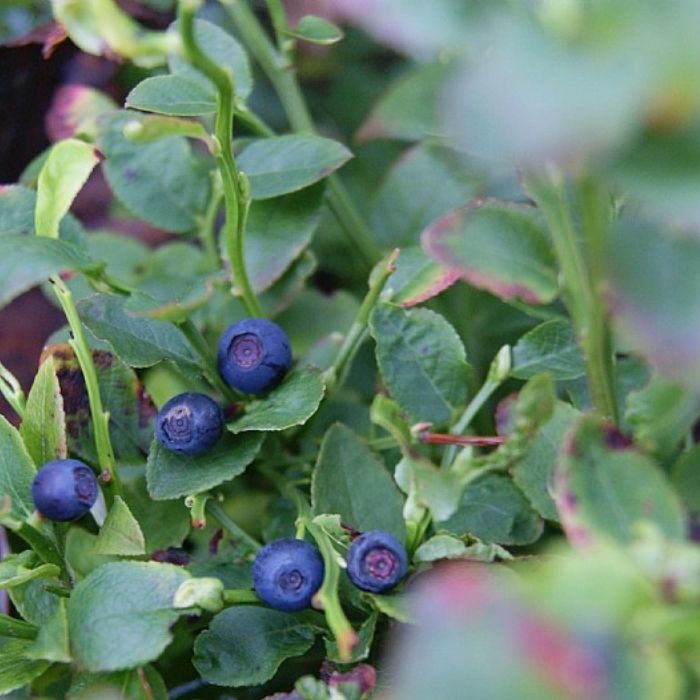 Blåbær, VACCINIUM myrtilus