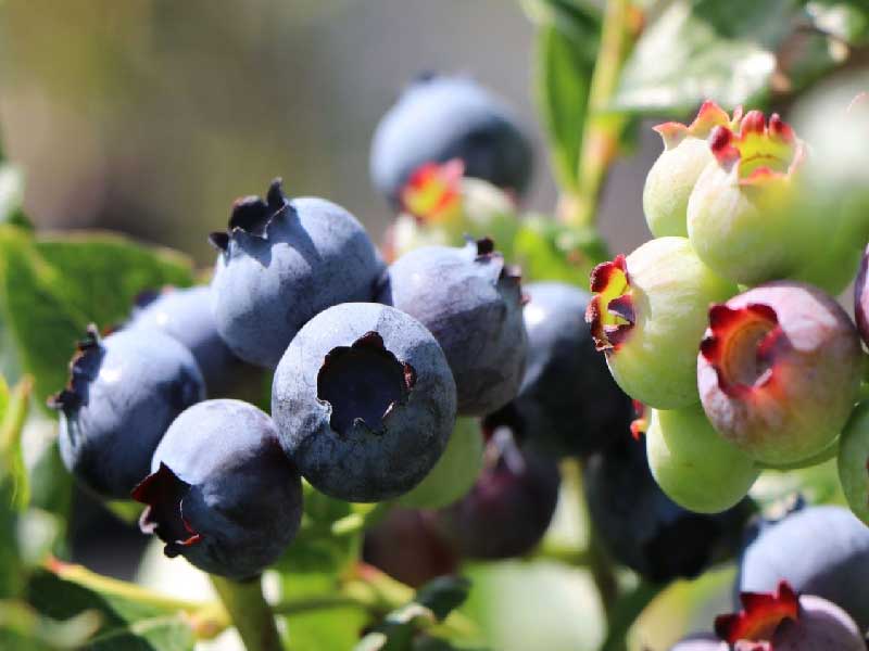 Blåbærplante, Vaccinium Arto, i 5 L potte.