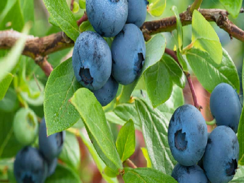 Blåbær Vaccinium Darrow i 5 L potte.