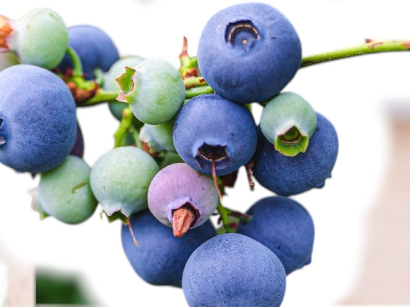 Blåbær 'Hortblue Petite' 40-60 cm, potte C.5.