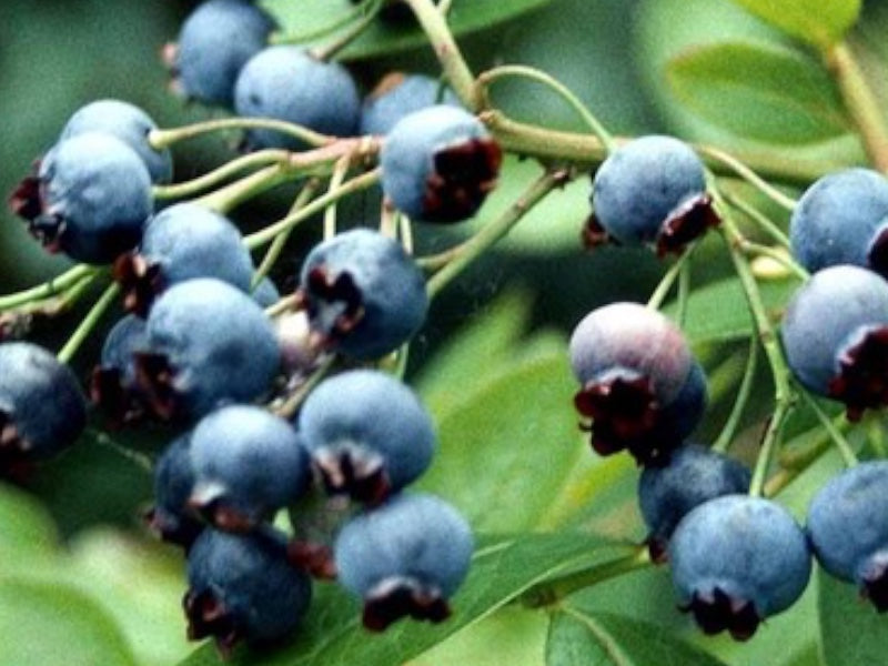 Blåbærplante, Vaccinium Olle - 5 liters potte.