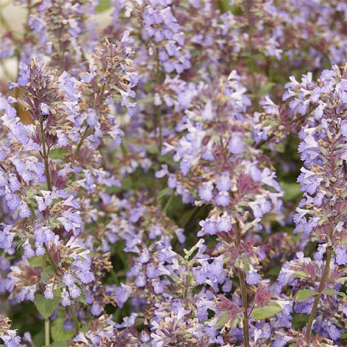Blåkant, NEPETA faassenii 'Blue Wonder' - 1 L Potte