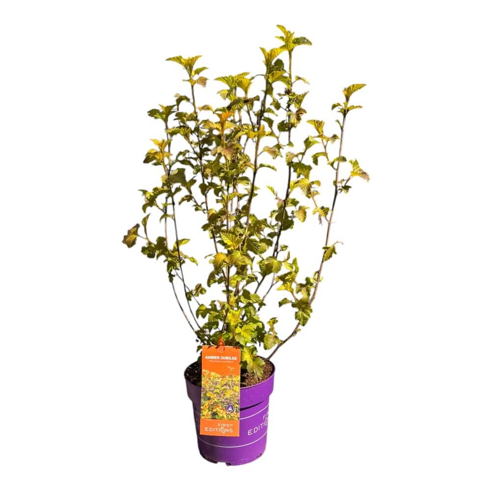 Blærespiræa, Physocarpus opulif. 'Amber Jubilee' - 4,6L potte, H40-60 CM
